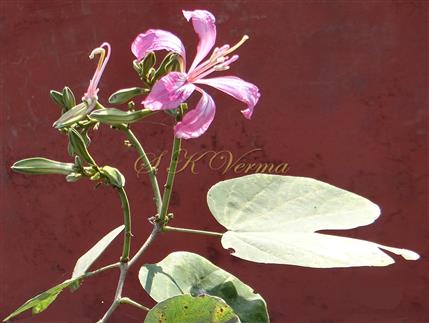  Inflorescence
